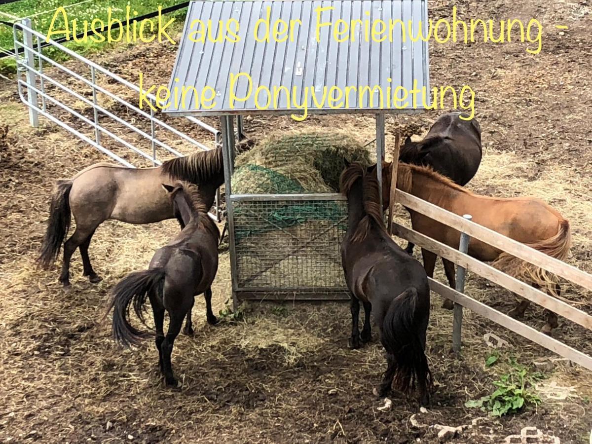 Hof Vierzehnender Im Hohen Venn - 70Qm Fachwerk-Studio - Grosses Wohn-Schlafzimmer Mit Dachterrasse Und Kaminofen - Separate Kueche - Perfekt Fuer Paare - Monschau - Eifel - Hunde Willkommen - Islandpferde 외부 사진